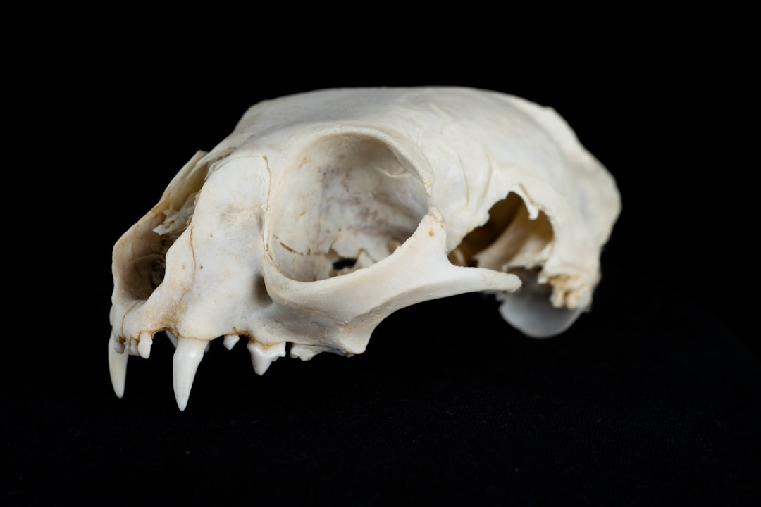 Photo skull, gravestone